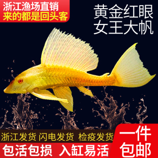黄金红眼女王大帆鱼清道夫鱼女皇工具鱼异型鱼大型小型热带观赏鱼