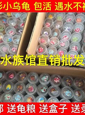 七彩小乌龟网红宠物龟活体卡通可爱巴西龟观赏龟夜市摆摊工厂直销
