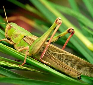 蚂蚱活虫新鲜蚂蚱活虫黄虫 蚂蚱活的蚂蚱卵 蝗虫 种 养殖蚂蚱