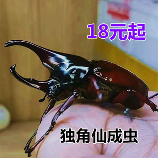 【新虫】独角仙成虫甲虫活体 昆虫 锹形虫斗虫好养易活宠物独角仙