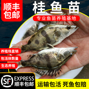鳜鱼苗淡水养殖食用活体凶猛冷水观赏鱼路亚季花鱼桂花鱼苗桂鱼苗