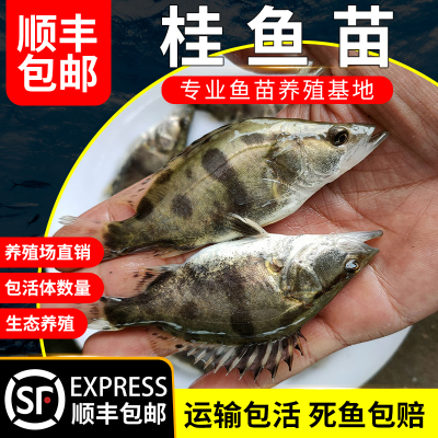 鳜鱼苗淡水养殖食用活体凶猛冷水观赏鱼路亚季花鱼桂花鱼苗桂鱼苗