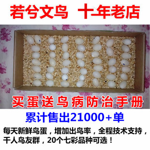 若兮文鸟 七彩种蛋 可孵化 小型鸟蛋 受精蛋 五枚包邮 镇店之宝