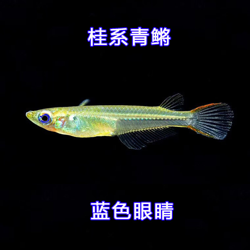 蓝眼桂系青鳉观背青将观赏鱼活体水族原生群游小型淡水冷水除油膜 - 实物图