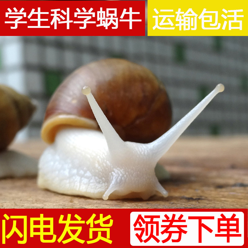 蜗牛宠物活体白玉大蜗牛饲料学生螺