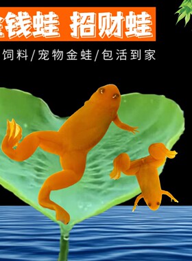 金蛙小金蟾蛙活物龙鱼活体饲料冷水淡水观赏蛙金色小青蛙招财蛙