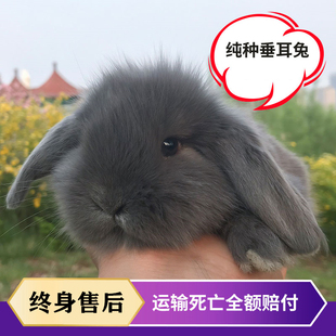 宠物兔子活物纯种兔子活体荷兰垂耳兔猫猫兔侏儒兔小兔子迷你易养
