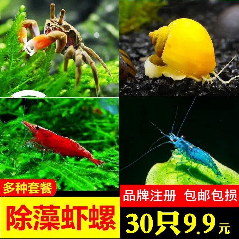 除藻虾螺套餐观赏螺鱼缸草缸清洁螺