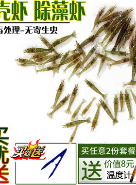 黑壳虾水族箱除藻虾特大观赏虾清洁虾活体饲料工具虾草缸杂质清理