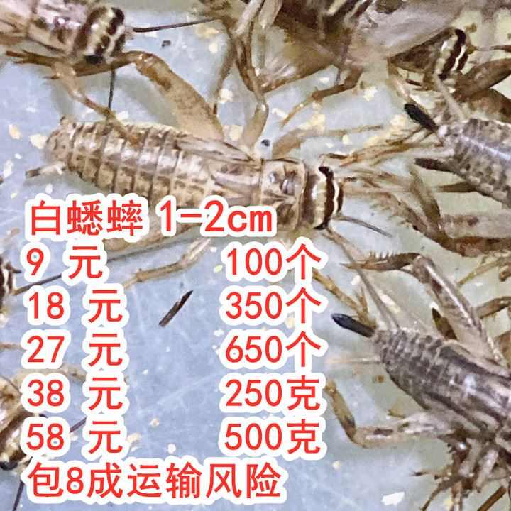 白蟋蟀蛐蛐活虫针头油葫芦爬宠蜘蛛鸟蚂蚁龙鱼活体宠物饲料亚成体