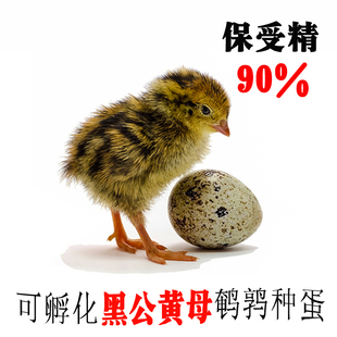 鹌鹑蛋受精种蛋新手可孵化黑羽黄羽高产蛋鹌鹑鸟当天新鲜鹌鹑种蛋
