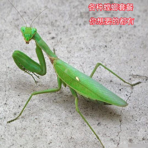 螳螂宠物昆虫活体中华大刀螳螂个性爬宠广斧广腹兰花螳螂成虫卵夹