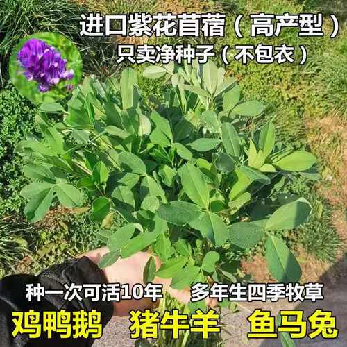 紫花苜蓿草种子多少钱 紫花苜蓿草种子价格 小麦优选