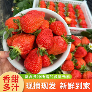 现货香野草莓丹东99当季水果红颜奶油空运孕妇礼盒装东港大果牛奶