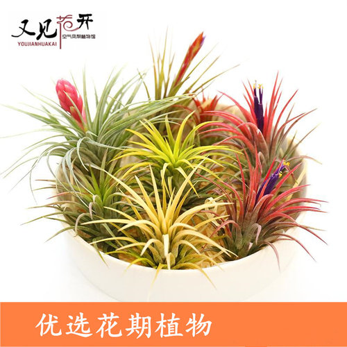 空气凤梨植物室内盆栽绿植花卉