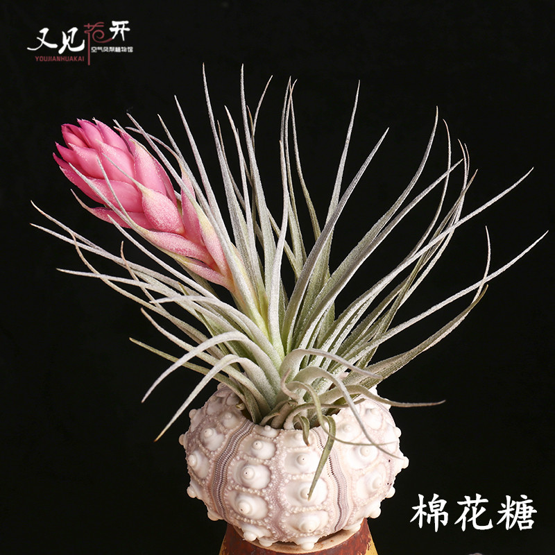 空气凤梨植物棉花糖室内桌面