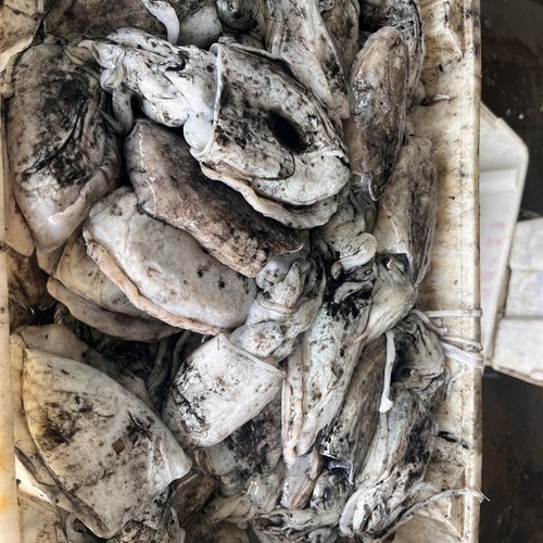 舟山野生海捕流网原汁墨鱼 3-4只/斤