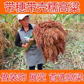 干高粱穗干花真高粱穗装 饰展览红高粱高粱穗摆件带籽红高粱穗杆