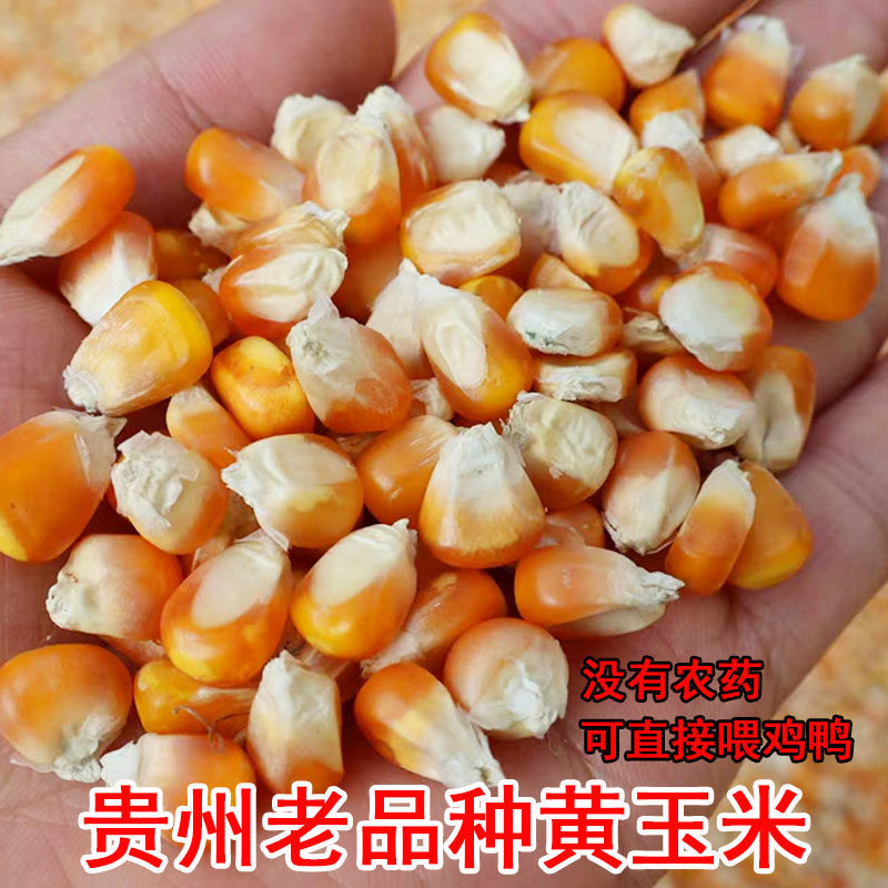 贵州特产黄玉米粒农家自种干玉米大颗粒煮粥蒸饭杂粮产地直发包邮