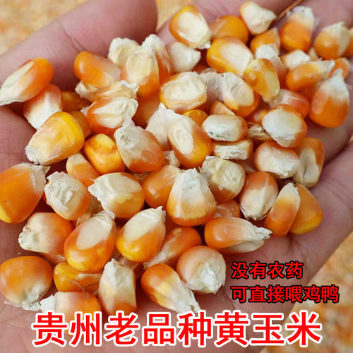 贵州老品种黄玉米粒大颗粒