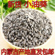油葵籽黑珍珠小瓜子原味现炒奶油盐味熟多味生油葵优质新货葵花子