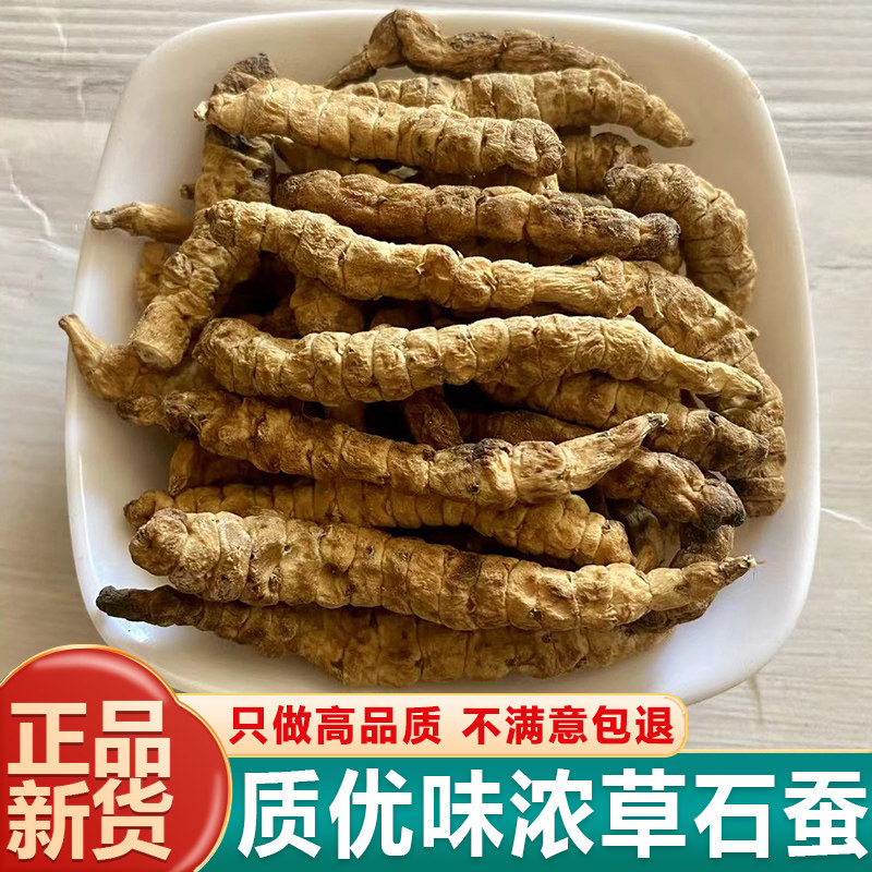 草石蚕中药材新鲜干货无硫正品
