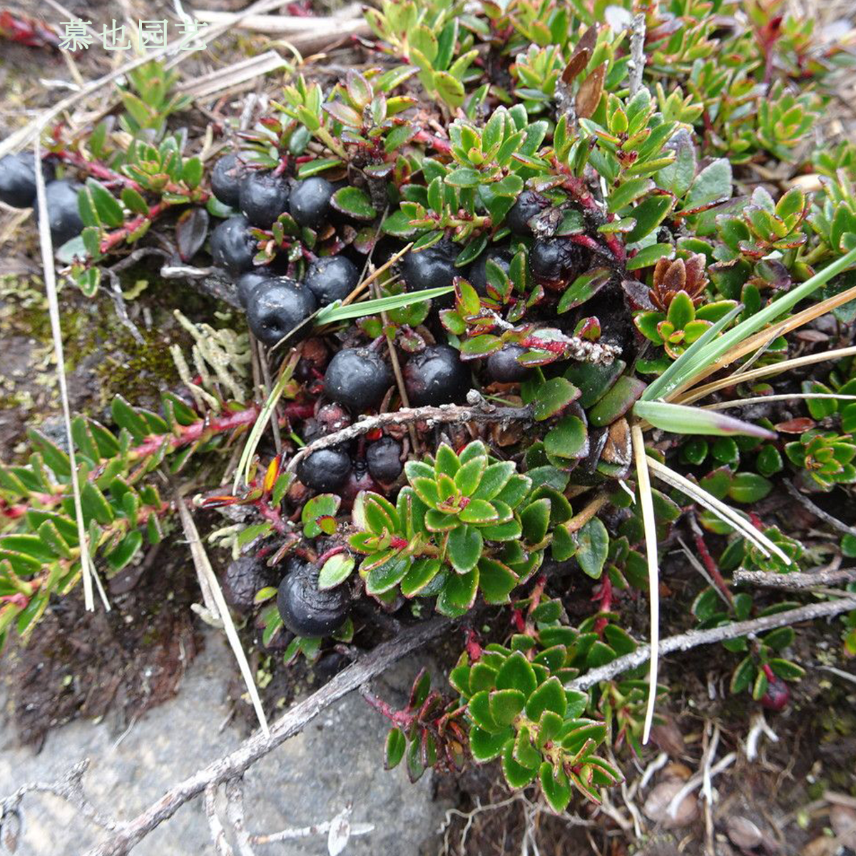 【种子】铁仔叶白珠原生植物 5粒 杜鹃花科植物 不建议食用