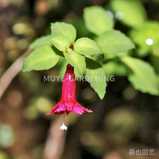 小叶倒挂金钟 每份5粒 亚热带原生种多年生半常绿灌木阳台花镜