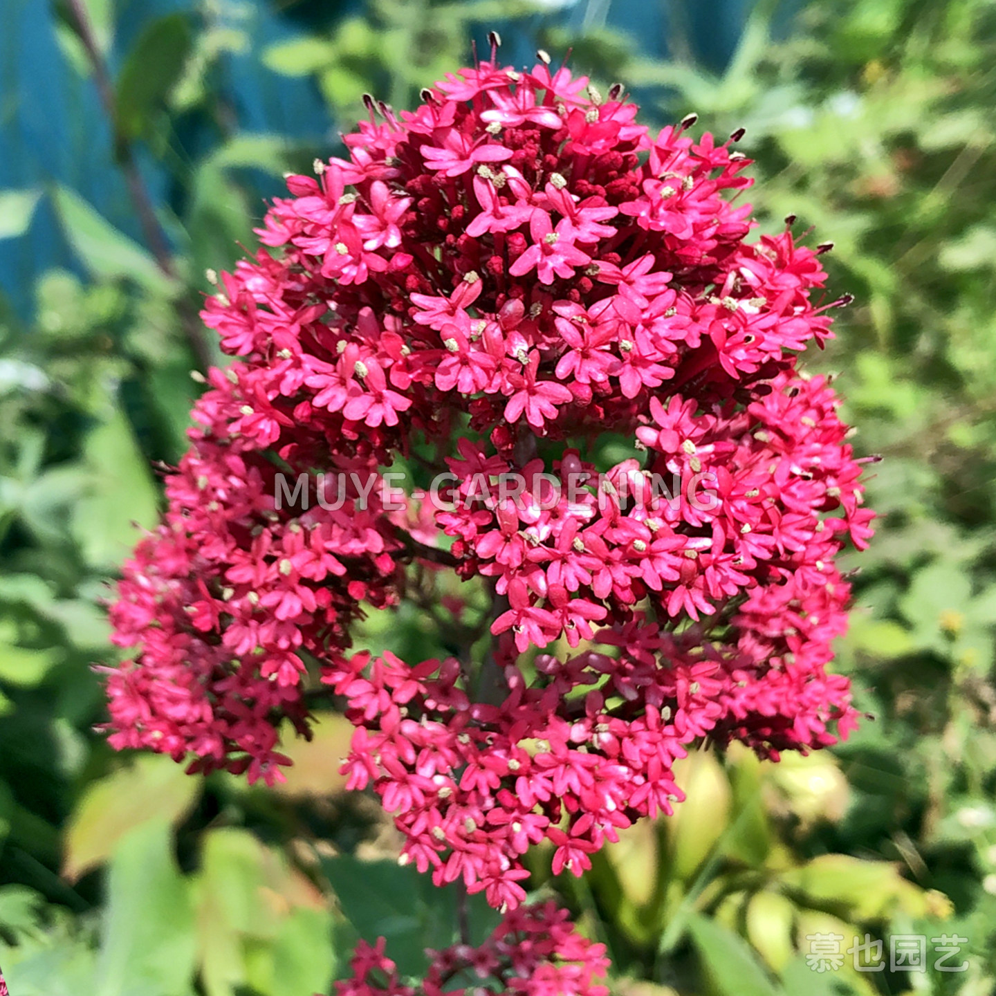 红缬草 每份10粒 草药香料 多年生耐寒植物盆栽阳台花镜庭院