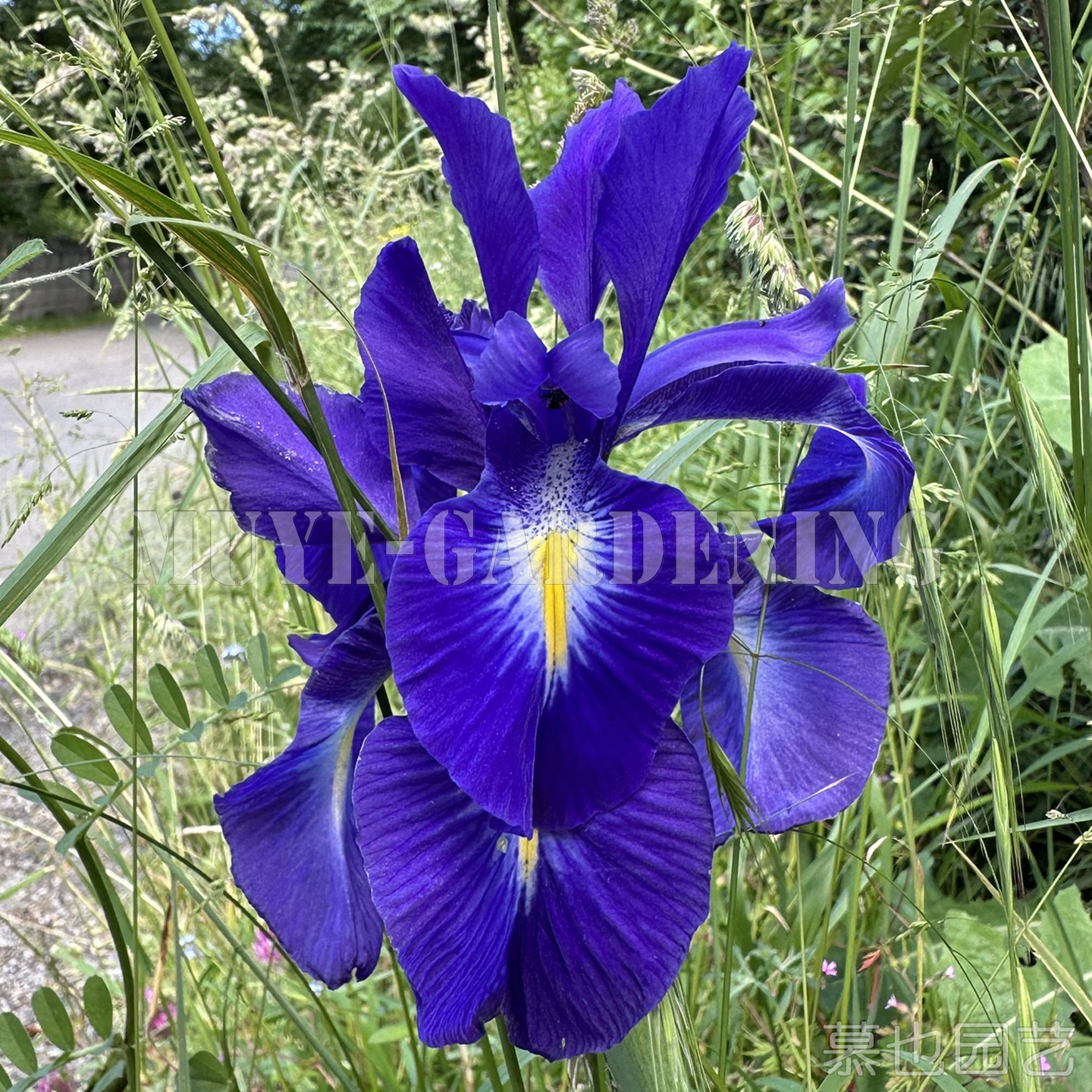 中亚欧洲原生鸢尾合集 稀有每份1粒新鲜种子 庭院盆栽宿根植物
