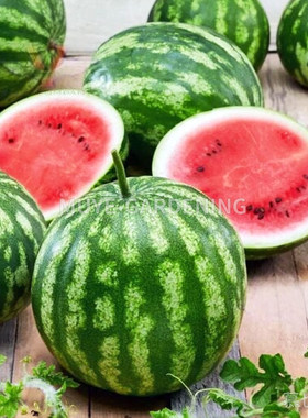 西瓜 甜树莓 每份3粒 蔬菜农作物一年生植物阳台盆栽地栽