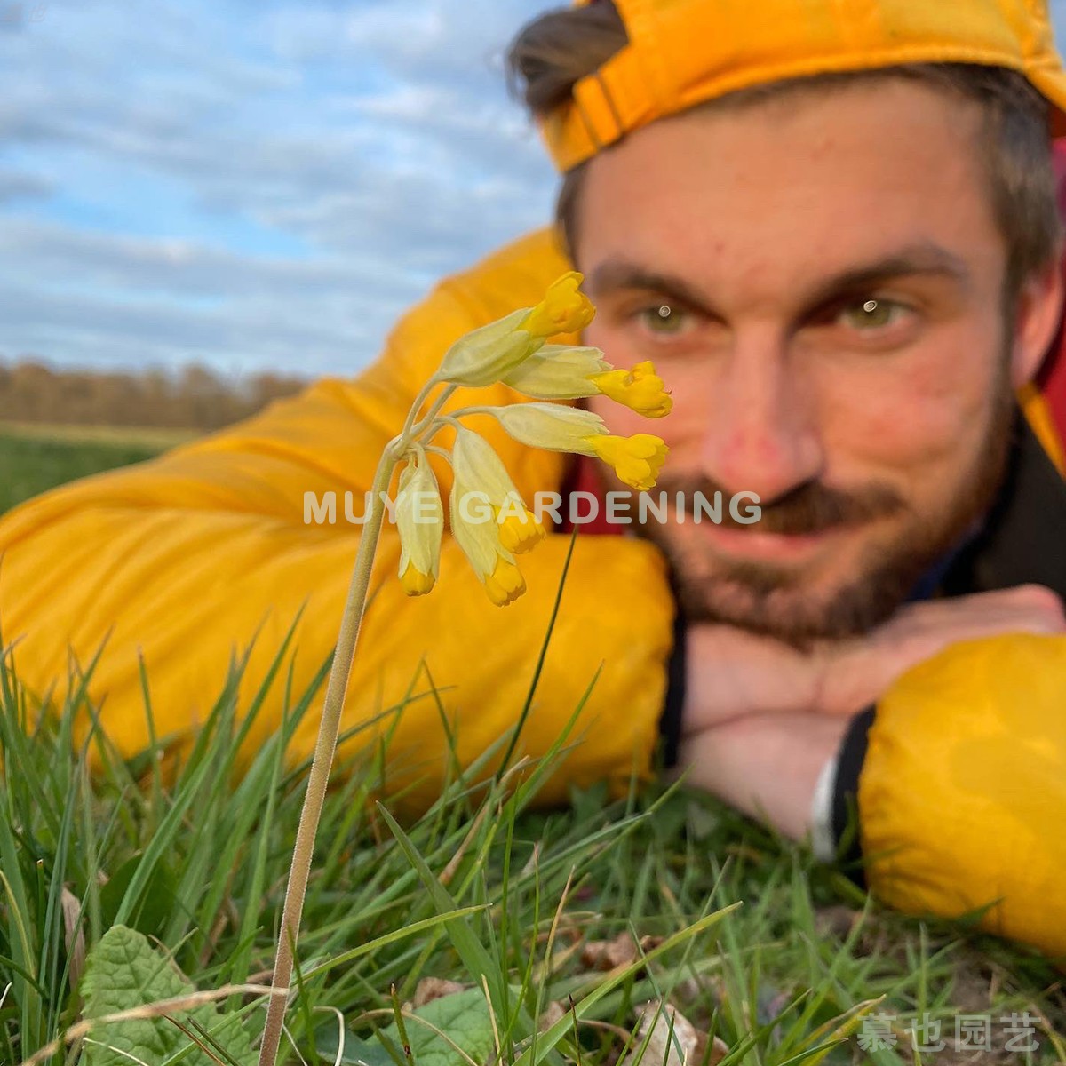 黄花九轮草 硕萼报春 原生植物 5粒耐寒多年生庭院花卉盆栽植物