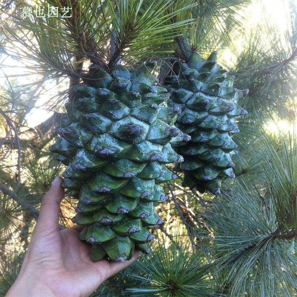 【种子】大籽果松 2粒 马丁内斯松 沼泽松大型树木多年生耐寒