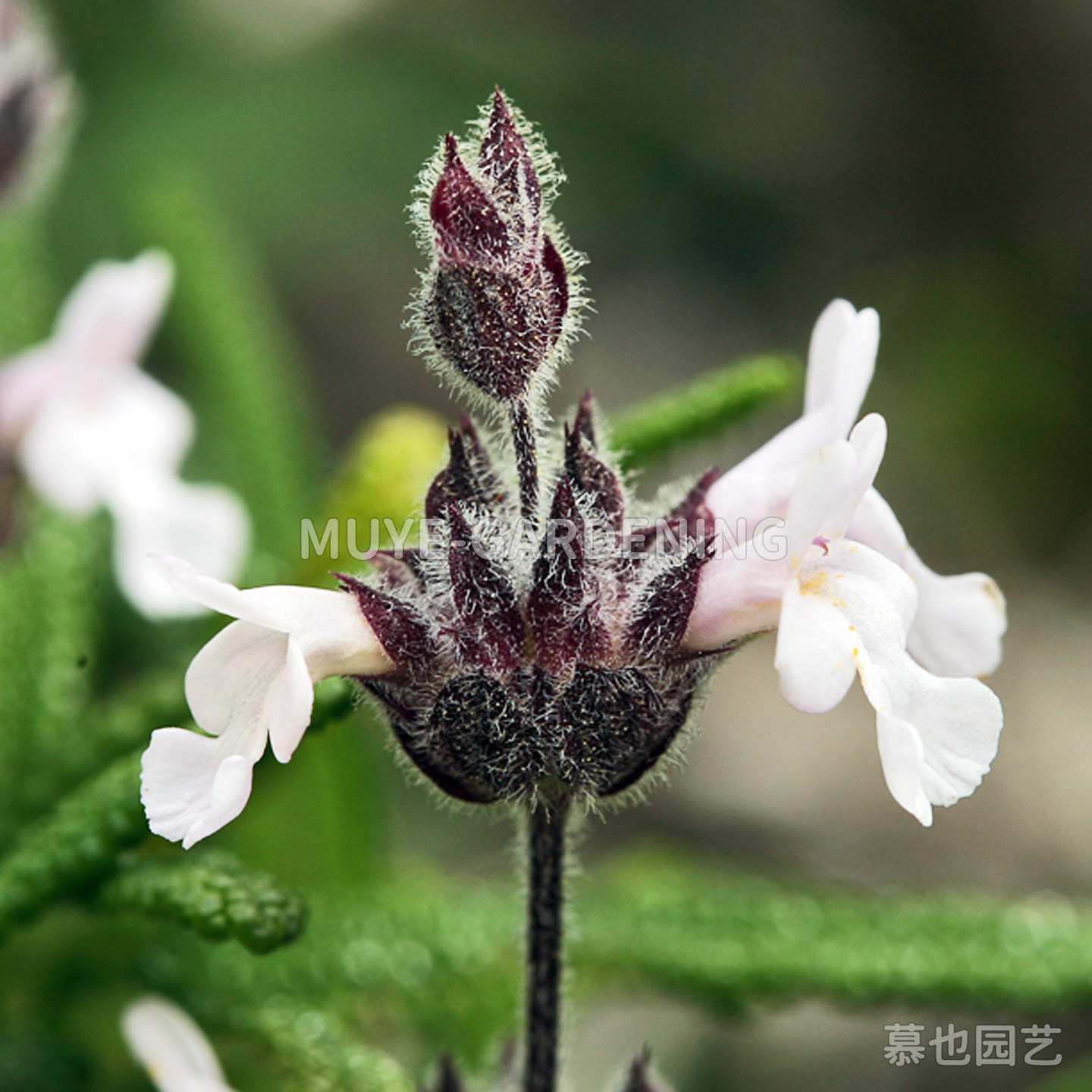 圣罗莎岛鼠尾草 每份5粒 加州原生种多年生灌木阳台地栽花镜庭院