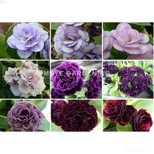 园艺耳报春合集2 每份3粒 报春花多年生耐寒高山岩生植物盆栽阳台