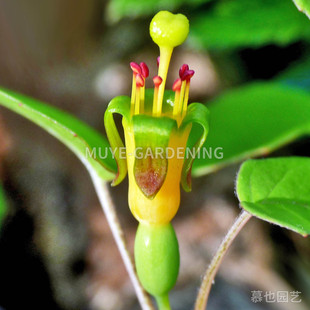 匍枝倒挂金钟 每份5粒 亚热带原生种多年生常绿匍匐灌木阳台花镜