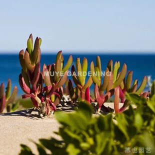 变绿剑叶花 沿海耐盐碱植物 多年生 9-10区友好 种子10粒