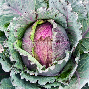 甘蓝包菜 圣米迦勒 每份5粒 蔬菜沙拉阳台盆栽地栽花镜庭院
