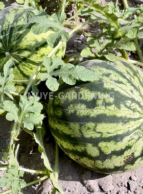 原生种西瓜本种Citrullus lanatus 每份3粒 蔬菜农作物一年生植物