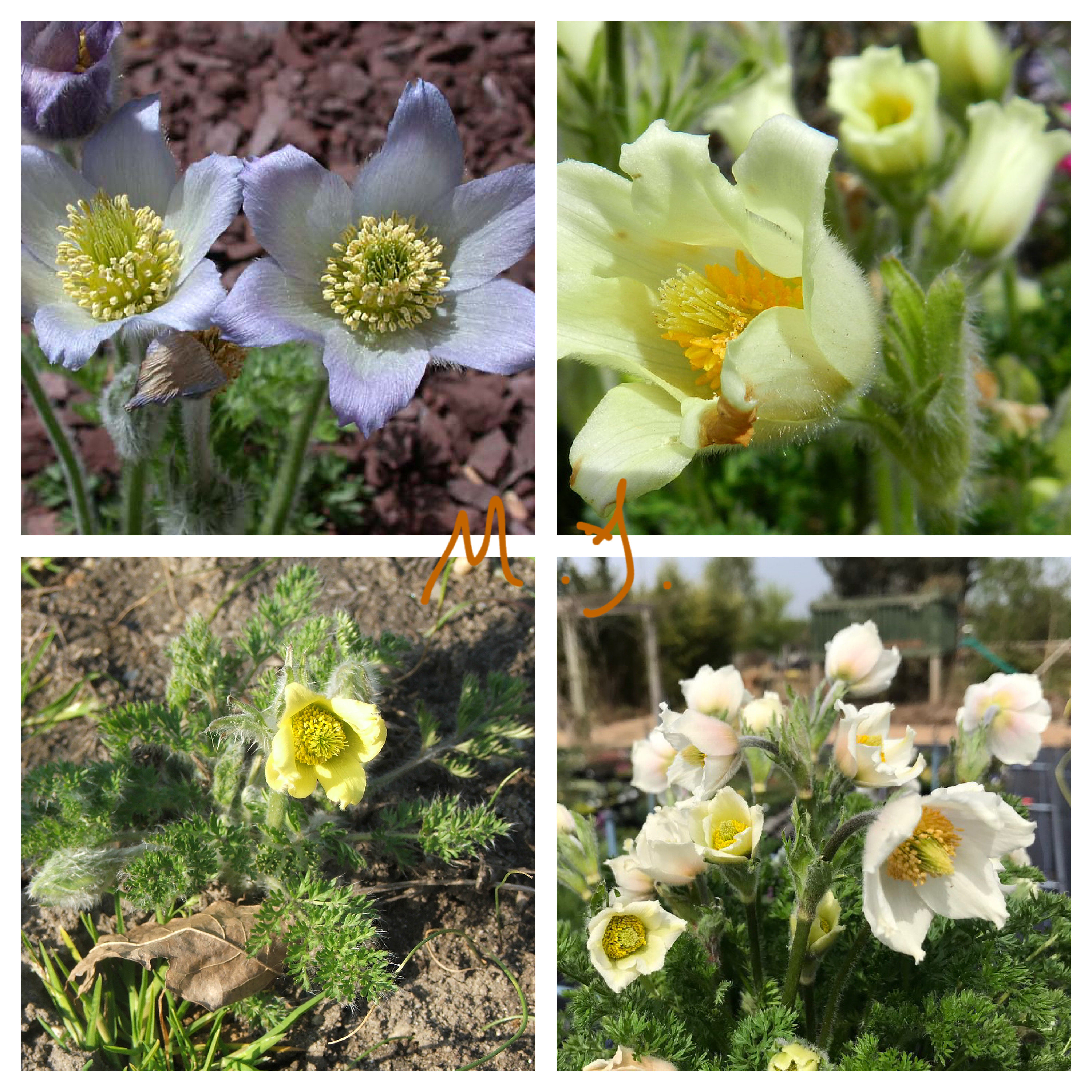 黄花白头翁 原生耐寒植物 庭院植物盆栽花卉 毛茸茸东北过冬3粒