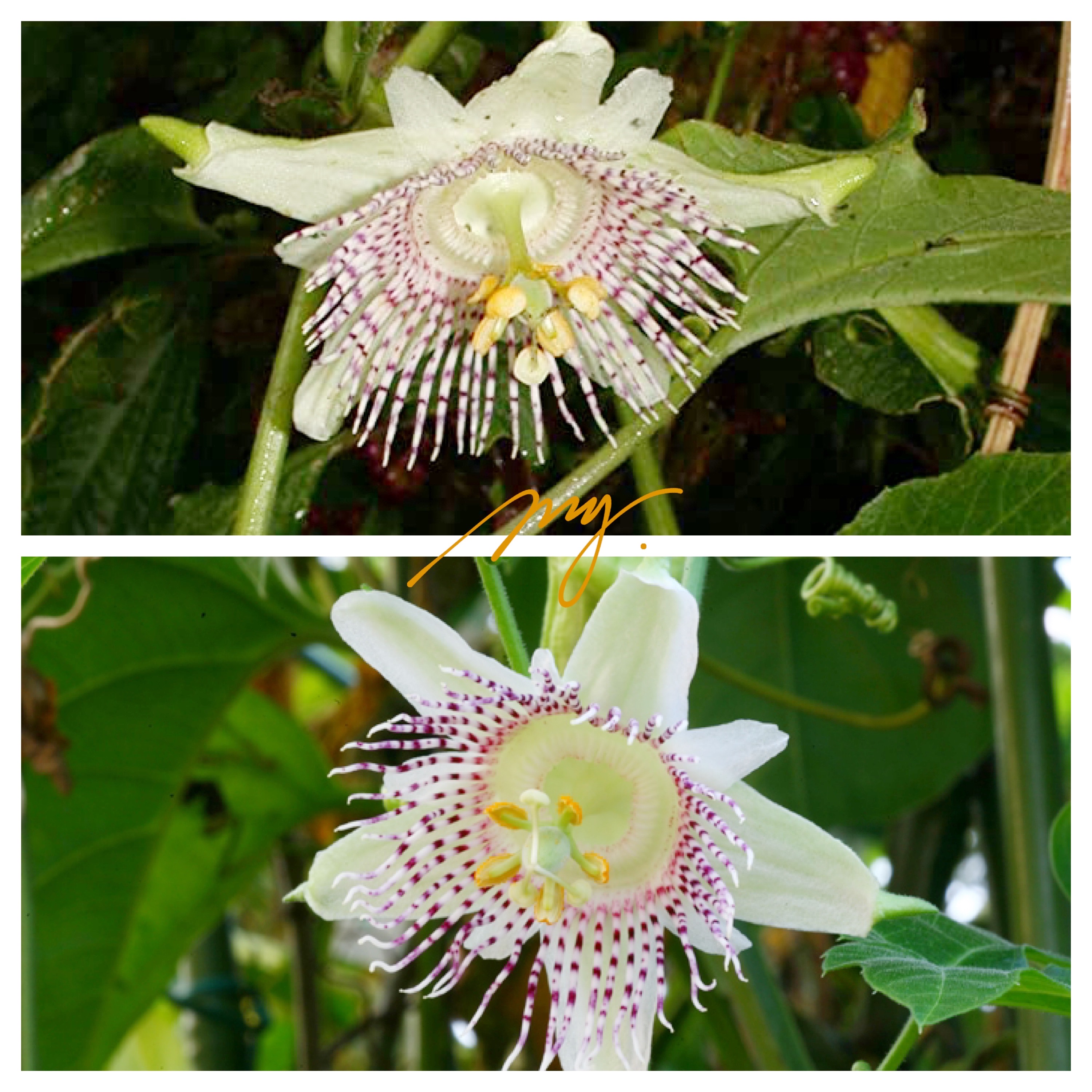 原生西番莲种子庭院植物3粒