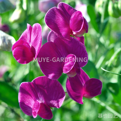 玫红山黧豆每份3粒可食用块茎多年生开花植物阳台盆栽地栽庭院