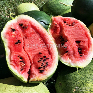 西瓜 沙漠裂纹 每份3粒 蔬菜农作物一年生植物阳台盆栽地栽