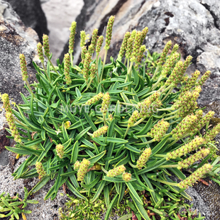 沿海车前草 每份5粒 叶片种子可食用 多年生耐盐碱植物阳台花镜