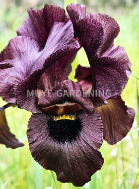 假种皮鸢尾成品球根【Iris atropurpurea】