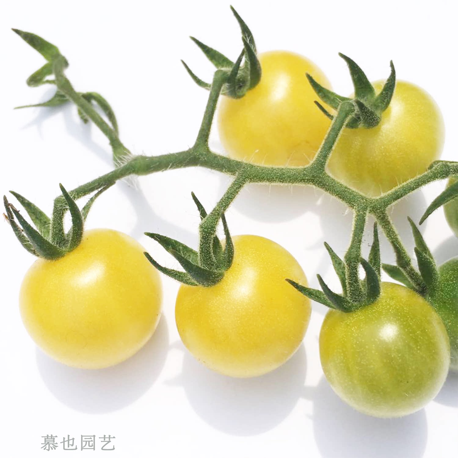 醋栗番茄合集 传家宝西红柿 3粒种子香味浓郁酸酸甜甜