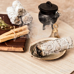 加州白鼠尾草 每份5粒种子 魔药熏香净化空气多年生植物阳台花镜