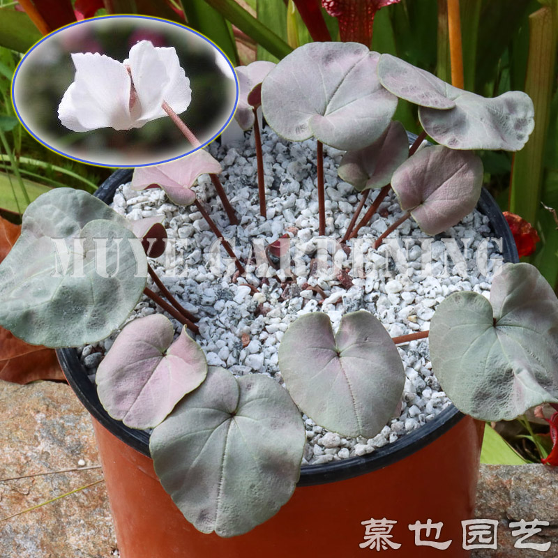 原生仙客来 Cyclamen coum 科慕合集 每份3粒 新货