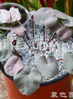 原生仙客来 Cyclamen coum 科慕合集 每份3粒 新货