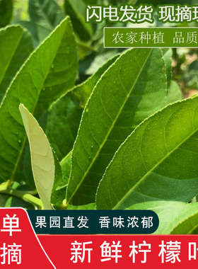 广东香水柠檬新鲜青叶泰国冬阴功汤料西餐火锅柠檬叶切丝鱼生调味